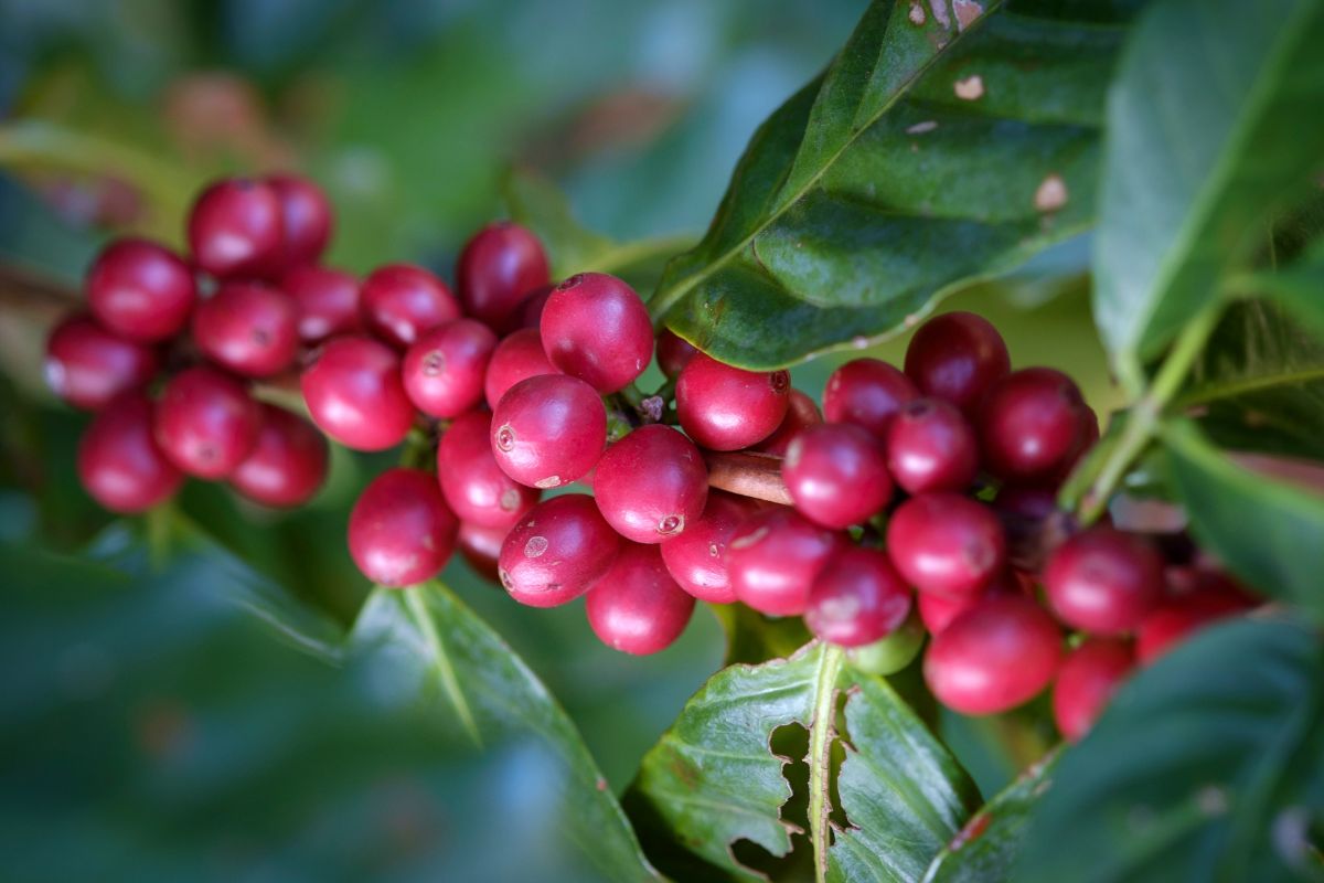 Organic coffee cherries