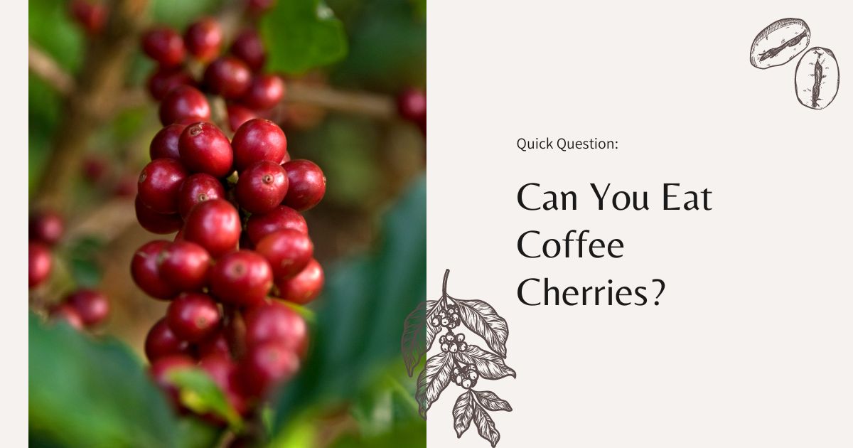 can you eat coffee cherries