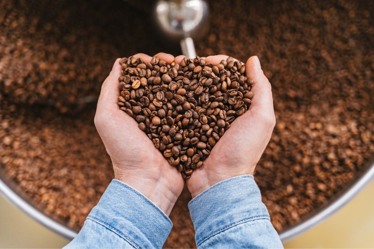 Coffee beans in the hands