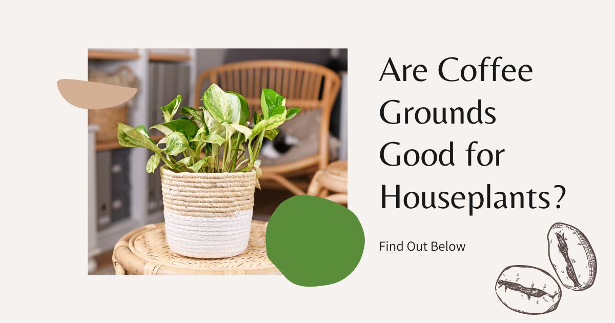 Are Coffee Grounds Good for Houseplants