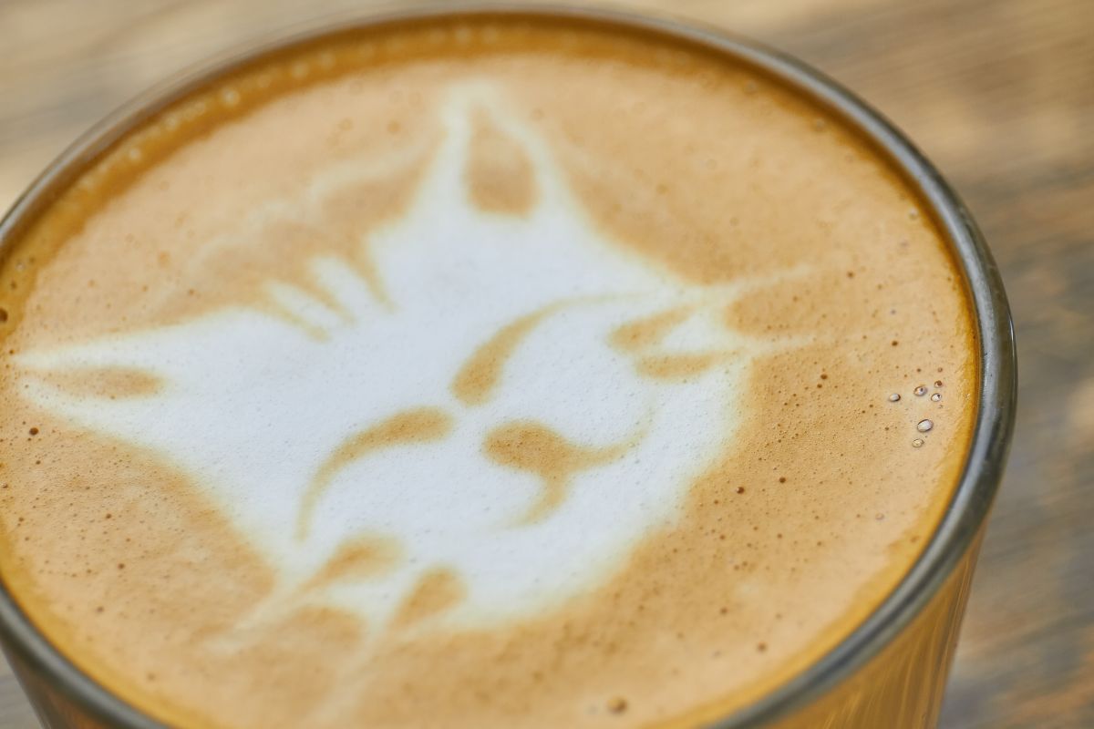 Latte art cat